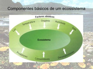 Componentes básicos de um ecossistema 