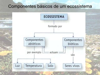 Componentes básicos de um ecossistema 