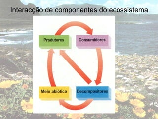 Interacção de componentes do ecossistema 