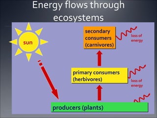 Energy flows through ecosystems sun producers (plants) secondary  consumers (carnivores) primary consumers (herbivores) loss of  energy loss of  energy 