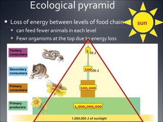 Ecological pyramid Loss of energy between levels of food chain can feed fewer animals in each level Fewr organisms at the top due to energy loss 1,000,000,000 100,000 100 1 sun 