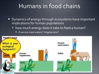 Humans in food chains Dynamics of energy through ecosystems have important implications for human populations how much energy does it take to feed a human? if we are meat eaters? Vegetarians? What is your ecological  footprint? !   