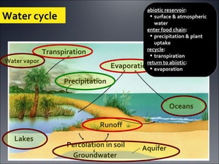 Lakes Runoff Percolation in soil Evaporation Transpiration Precipitation Oceans Solar energy Aquifer Groundwater Water cycle Water vapor abiotic reservoir : surface & atmospheric water enter food chain : precipitation & plant uptake recycle : transpiration return to abiotic : evaporation  & runoff 