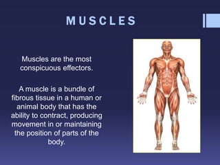 The Effectors: Muscle | PPTX