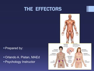 THE EFFECTORS
Prepared by:
Orlando A. Pistan, MAEd
Psychology Instructor
 