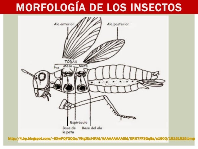 Morfologia de los insectos