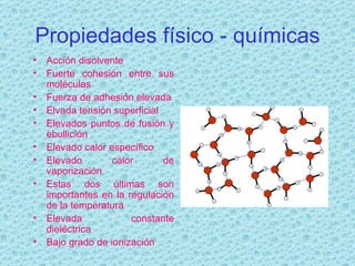 Propiedades físico - químicas Acción disolvente Fuerte cohesión entre sus moléculas Fuerza de adhesión elevada Elvada tensión superficial Elevados puntos de fusión y ebullición Elevado calor específico Elevado calor de vaporización Estas dos últimas son importantes en la regulación de la temperatura Elevada constante dieléctrica Bajo grado de ionización 