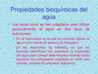 Propiedades bioquímicas del agua Los seres vivos se han adaptado para utilizar químicamente el agua en dos tipos de reacciones: En la fotosíntesis en la que los enzimas utilizan el agua como fuente de átomos de hidrógeno. En las reacciones de hidrólisis, en que los enzimas hidrolíticos han explotado la capacidad del agua para romper determinados enlaces hasta degradar los compuestos orgánicos en otros más simples, durante los procesos digestivos.  