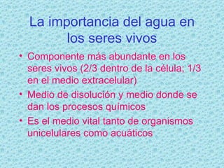 La importancia del agua en los seres vivos Componente más abundante en los seres vivos (2/3 dentro de la célula; 1/3 en el medio extracelular) Medio de disolución y medio donde se dan los procesos químicos Es el medio vital tanto de organismos unicelulares como acuáticos 