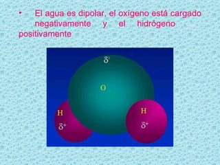 El agua es dipolar, el oxígeno está cargado  negativamente y el hidrógeno  positivamente 