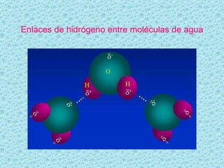 Enlaces de hidrógeno entre moléculas de agua 