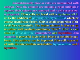 Animals(usually mice or rats) are immunized with
Animals(usually mice or rats) are immunized with
antigen. Once the animals are making a good antibody r
antigen. Once the animals are making a good antibody r
esponse their spleens are removed and a cell suspension
esponse their spleens are removed and a cell suspension
is prepared.
is prepared. These cells are fused with a
These cells are fused with a myeloma cell li
myeloma cell li
ne
ne by the addition of
by the addition of polyethylene glycol(PEG)
polyethylene glycol(PEG) which pr
which pr
omotes membrane fusion. Only a small proportion of th
omotes membrane fusion. Only a small proportion of th
e cell fuse successfully.
e cell fuse successfully. The fusion mixture is then set up
The fusion mixture is then set up
in culture with medium containing “HAT”.
in culture with medium containing “HAT”. HAT is a mi
HAT is a mi
xture of
xture of hypoxanthine,
hypoxanthine, aminopterin
aminopterin and
and thymidine
thymidine.
. Ami
Ami
nopterin
nopterin is powerful toxin which blocks a metabolic pat
is powerful toxin which blocks a metabolic pat
hway. This pathway can be bypassed if the cell is provid
hway. This pathway can be bypassed if the cell is provid
ed with the intermediate metabolites
ed with the intermediate metabolites hypoxanthine
hypoxanthine and
and t
t
hymidine.
hymidine.
 