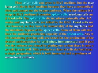 Thus
Thus spleen cells
spleen cells can grow in HAT medium, but the
can grow in HAT medium, but the mye
mye
loma cells
loma cells die in HAT medium because they have a metabolic d
die in HAT medium because they have a metabolic d
efect and cannot use the bypass pathway. When the culture is s
efect and cannot use the bypass pathway. When the culture is s
et up in HAT medium it contains
et up in HAT medium it contains spleen cells,
spleen cells, myeloma cells
myeloma cells an
an
d
d fused cells
fused cells. The
. The spleen cells
spleen cells die in culture naturally after 1-2
die in culture naturally after 1-2
weeks and
weeks and myeloma cells
myeloma cells are killed by the HAT.
are killed by the HAT. Fused cells
Fused cells sur
sur
vive however, as they have the immortality of the
vive however, as they have the immortality of the myeloma
myeloma and
and
the metabolic bypass of the
the metabolic bypass of the spleen cells
spleen cells. Some of them will also
. Some of them will also
have the antibody-producing capacity of the
have the antibody-producing capacity of the spleen cells
spleen cells. Any w
. Any w
ells containing growing cells are tested for the production of the
ells containing growing cells are tested for the production of the
desired antibody(often by
desired antibody(often by solid-phase immunoassay
solid-phase immunoassay) and if posi
) and if posi
tive the cultures are cloned by plating out so that there is only o
tive the cultures are cloned by plating out so that there is only o
ne cell in each well. This produces a clone of cells derived from
ne cell in each well. This produces a clone of cells derived from
a single progenitor, which is both immortal and a producer of
a single progenitor, which is both immortal and a producer of
monoclonal antibody
monoclonal antibody.
.
 