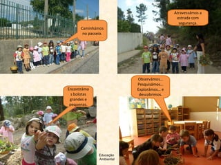 Caminhámos no passeio. Encontrámos bolotas grandes e pequenas. Atravessámos a estrada com segurança. Observámos… Pesquisámos… Explorámos… e descobrimos. Educação  Ambiental 