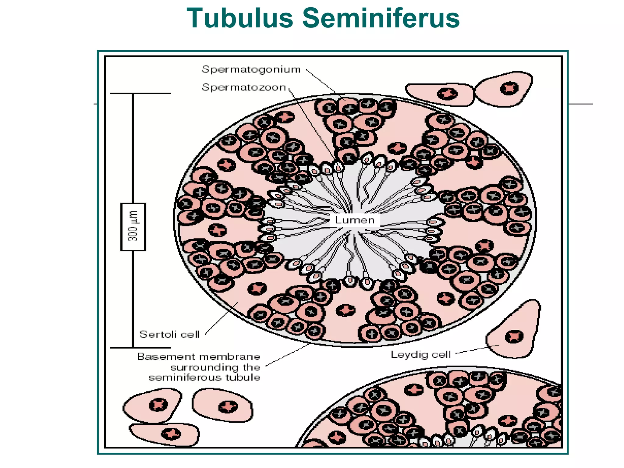 Tubulus Log endokrinologi reproduksi overview | PPT