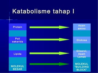 Katabolisme tahap I

                        Asam
 Protein
                        amino



  Poli
                       Glukosa
sakarida


                       Gliserol,
 Lipida                 Asam
                        Lemak

                       MOLEKUL
MOLEKUL               “BUILDING
 BESAR                  BLOCK”
 
