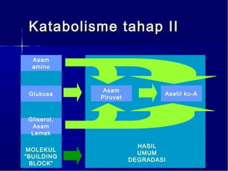 Katabolisme tahap II

  Asam
  amino



              Asam
 Glukosa                       Asetil ko-A
             Piruvat


 Gliserol,
  Asam
  Lemak

                         HASIL
 MOLEKUL
                         UMUM
“BUILDING
                       DEGRADASI
  BLOCK”
 