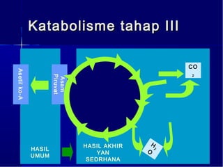 Katabolisme tahap III

                                                    CO
Asetil ko-A




                                                    2
                      Piruvat
                       Asam




                                HASIL AKHIR    H
              HASIL                           O
                                                2
                                    YAN
              UMUM
                                 SEDRHANA
 