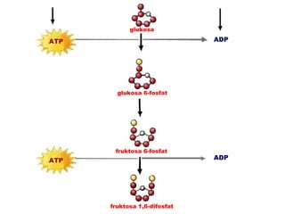 glukosa

ATP                           ADP




        glukosa 6-fosfat




       fruktosa 6-fosfat
ATP                           ADP




      fruktosa 1,6-difosfat
 