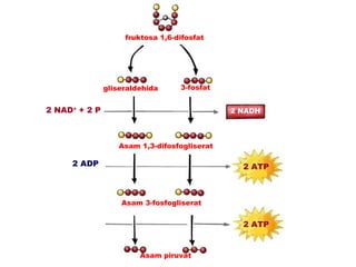 fruktosa 1,6-difosfat




               gliseraldehida     3-fosfat


2 NAD+ + 2 P                                 2 NADH   + 2 H+



                  Asam 1,3-difosfogliserat

     2 ADP                                     2 ATP



                   Asam 3-fosfogliserat

     2 ADP                                     2 ATP


                        Asam piruvat
 
