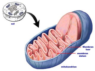 sel




                        Membran
                          luar
                     membran
                      dalam




      mitokondrion
 