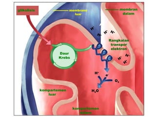 glikolisis                 membrane                                membran
                             luar                                   dalam


                                               H+
                                      +
                                      H             +    H+
                                           H+       H

                                                         Rangkaian
                                                          transpor
                                                          elektron
                    Daur                                               H+
                    Krebs                                      H
                                                                   +
                                                                       +
                                                                       H

                                          H+
                                                    e-
                                                              O2

             kompartemen              H2 O
                luar



                            kompartemen
                               dalam
 