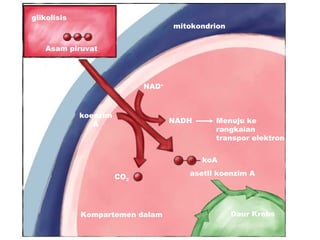 glikolisis
                                    mitokondrion


   Asam piruvat



cytosol
                             NAD+



             koenzim
                A                   NADH     Menuju ke
                                             rangkaian
                                             transpor elektron


                                           koA

                       CO2             asetll koenzim A




             Kompartemen dalam                     Daur Krebs
 