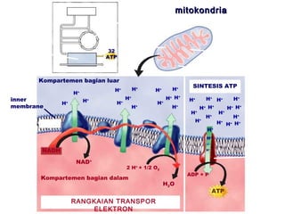 GLYCOLYSIS                                      mitokondria
                                                KREBS
                                                CYCLE

                                                inner
  ELECTRON                                      membrane
  TRANSPORT
  CHAIN                                32                                               inner compartment
                                      ATP
              O2                      H2O
                                                                                 outer compartment

        Kompartemen bagian luar
                                                                             SINTESIS ATP
                                        H+           H+    H+         H+
                        H+
inner                                           H+                  H+ H+   H+    H+ H+     H+
                             H+             H               H
                   H
                   +                        +                   +
membrane                                             H+               H+        H+ H+    H+ H+
                                                                             H+       H+
                                                                                  H+       H+
                                                                              H +
                                                                                      H+ H+ H+
                                                                                   H+
                                                                                   H+
                                                                                   H+

         NADH                                                                      H+

                                                                                                 ATP
                          NAD     +
                                                                                                 synthesis
                                                2 H+ + 1/2 O2
                                                                            ADP + P
         Kompartemen bagian dalam
                                                                H2O
                                                                                        ATP
                        RANGKAIAN TRANSPOR
                            ELEKTRON
 