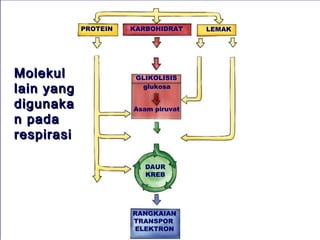 food


             PROTEIN      KARBOHIDRAT           LEMAK


            amino acids      sugars      glycerol fatty acids


Molekul                    GLIKOLISIS
lain yang                   glukosa

digunaka                  Asam piruvat
n pada
respirasi                  acetyl CoA



                             DAUR
                             KREB
               NH3
            (ammonia)

                          RANGKAIAN
                          TRANSPOR
                          ELEKTRON
 