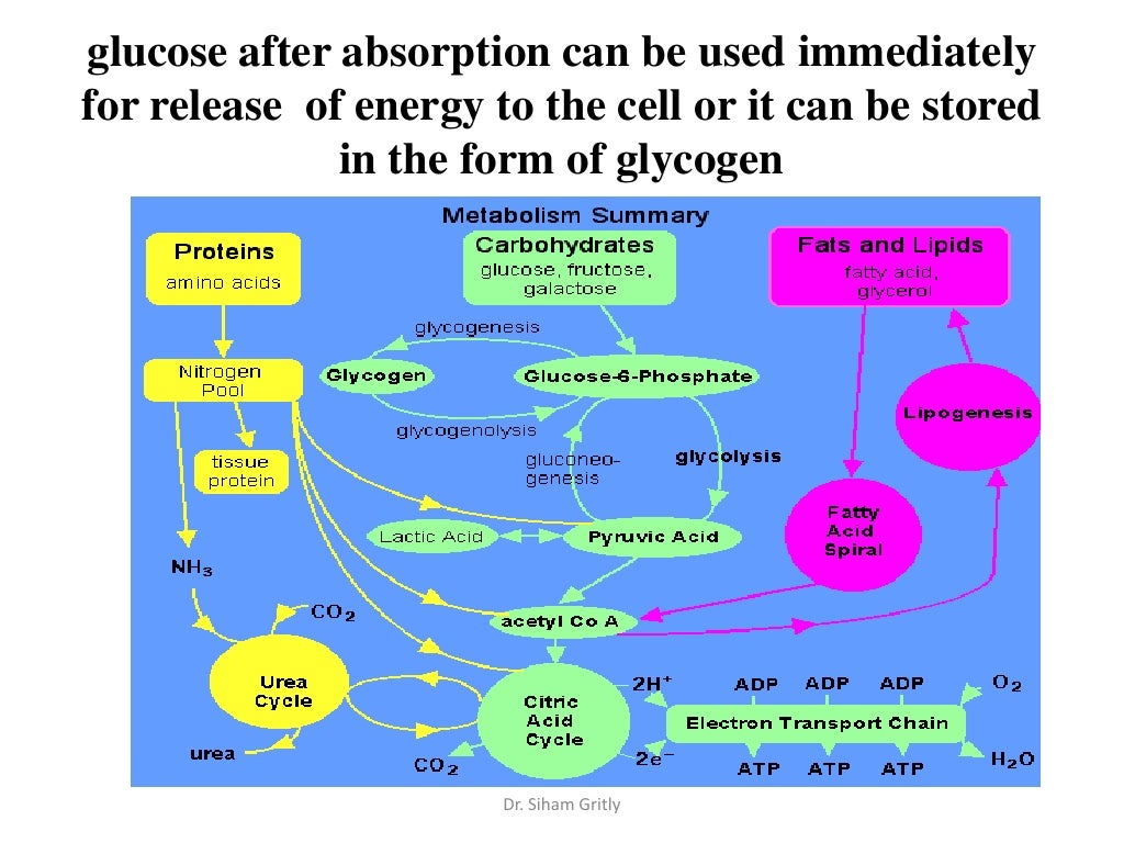 2 energy metabolism presentation1 final nut &fitness