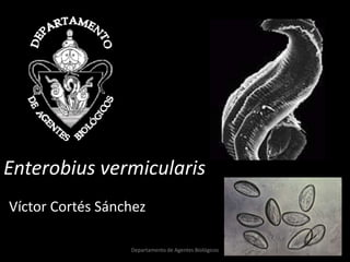 Enterobius vermicularis
Víctor Cortés Sánchez

                  Departamento de Agentes Biológicos
 