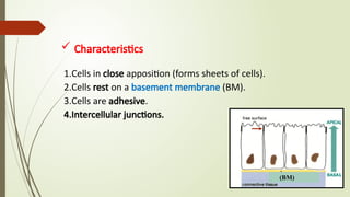 Comprehensive Overview of Epithelial Tissue Types, Functions, and ...