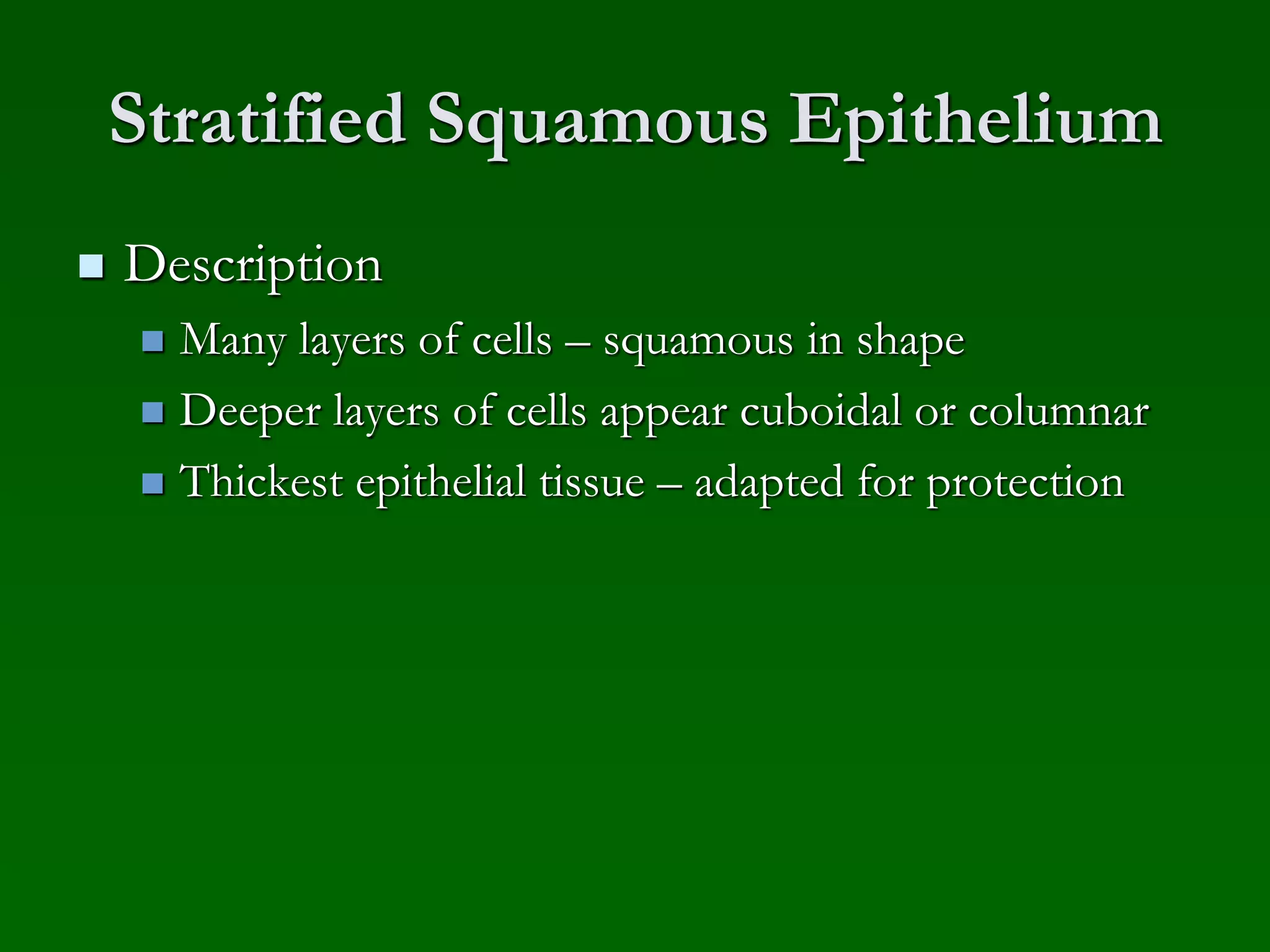 epithelium | PPT | Biological Sciences | Science
