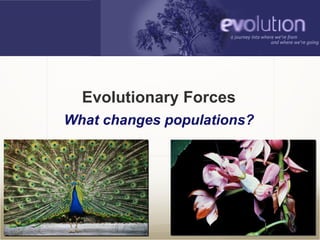 2007-2008 Evolutionary Forces What changes populations? 