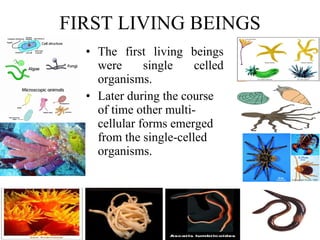 FIRST LIVING BEINGS The first living beings were single celled organisms. Later during the course of time other multi-cellular forms emerged from the single-celled organisms.   