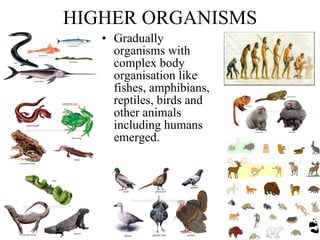 HIGHER ORGANISMS Gradually organisms with complex body organisation like fishes, amphibians, reptiles, birds and other animals including humans emerged.   