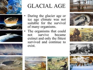 GLACIAL AGE During the glacier age or ice age climate was not suitable for the survival of many organisms.  The organisms that could not survive became extinct and only the fittest survived and continue to exist. 