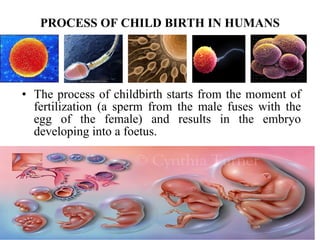 PROCESS OF CHILD BIRTH IN HUMANS The process of childbirth starts from the moment of fertilization (a sperm from the male fuses with the egg of the female) and results in the embryo developing into a foetus.  
