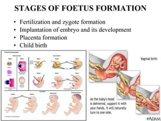 STAGES OF FOETUS FORMATION Fertilization and zygote formation Implantation of embryo and its development Placenta formation Child birth 