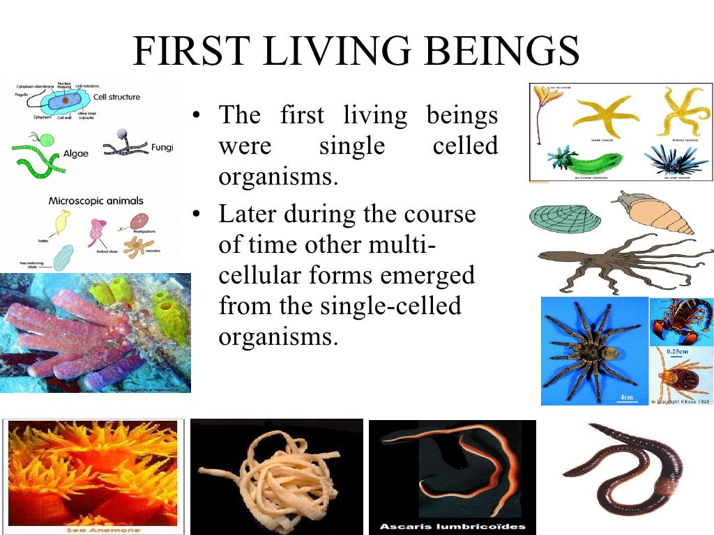 evolution-of-life-n-earth