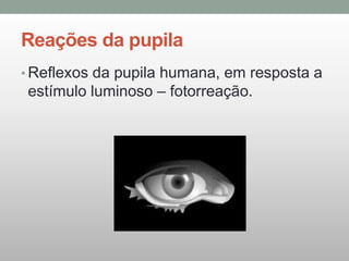 Reações da pupila
• Reflexos da pupila humana, em resposta a
estímulo luminoso – fotorreação.
 