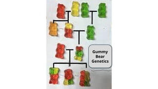 Gummy
Bear
Genetics
 