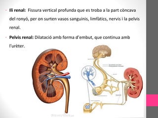 - Ili renal: Fissura vertical profunda que es troba a la part còncava
del ronyó, per on surten vasos sanguinis, limfàtics, nervis i la pelvis
renal.
- Pelvis renal: Dilatació amb forma d’embut, que continua amb
l'urèter.
 