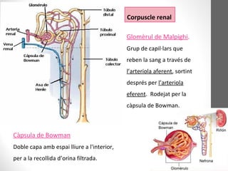 Corpuscle renal
Glomèrul de Malpighi.
Grup de capil·lars que
reben la sang a través de
l’arteriola aferent, sortint
després per l’arteriola
eferent. Rodejat per la
càpsula de Bowman.
Càpsula de Bowman
Doble capa amb espai lliure a l'interior,
per a la recollida d’orina filtrada.
 