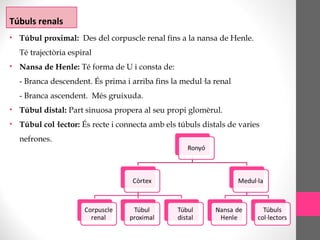 Túbuls renals
• Túbul proximal: Des del corpuscle renal fins a la nansa de Henle.
Té trajectòria espiral
• Nansa de Henle: Té forma de U i consta de:
- Branca descendent. És prima i arriba fins la medul·la renal
- Branca ascendent. Més gruixuda.
• Túbul distal: Part sinuosa propera al seu propi glomèrul.
• Túbul col·lector: És recte i connecta amb els túbuls distals de varies
nefrones.
 