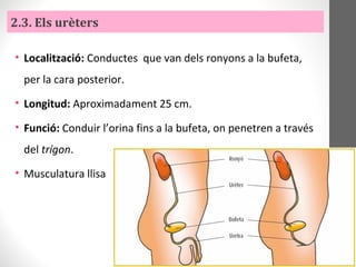2.3. Els urèters
• Localització: Conductes que van dels ronyons a la bufeta,
per la cara posterior.
• Longitud: Aproximadament 25 cm.
• Funció: Conduir l’orina fins a la bufeta, on penetren a través
del trígon.
• Musculatura llisa
 
