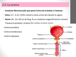 2.5. La uretra
• Conducte fibromusculòs que porta l’orina de la bufeta a l'exterior.
• Dona: 2,5 - 6 cm. Orifici uretral o meat urinari per davant la vagina.
• Home: De 15 a 20 cm de llarg. És un conducte urogenital (orina i semen)
Travessa la pròstata i el penis fins arribar al meat urinari.
- Uretra prostàtica
- Uretra membranosa
- Uretra esponjosa
 