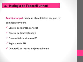 3. Fisiologia de l’aparell urinari
Funció principal: mantenir el medi intern adequat, en
composició i volum.
 Control de la pressió arterial
 Control de la hematopoesi
 Conversió de la vitamina D3
 Regulació del PH
 Depuració de la sang mitjançant l’orina
 