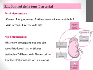 Acció hipertensora:
- Renina  Angiotensina  Aldosterona + increment de la P
- Aldosterona  retenció de sals
Acció hipotensora:
Mitjançant prostaglandines que són
vasodilatadores i natriurètiques
(estimulen l’alliberació de Na+ en orina)
S’inhibeix l’absorció de ions en la orina
3.1. Control de la tensió arterial
 