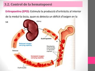 Eritropoetina (EPO): Estimula la producció d’eritròcits al interior
de la medul·la òssia, quan es detecta un dèficit d’oxigen en la
sang.
3.2. Control de la hematopoesi
 